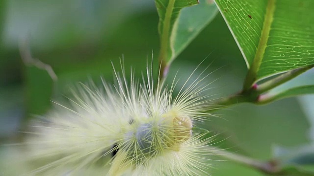 有虫吃。视频素材