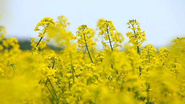 油菜视频素材