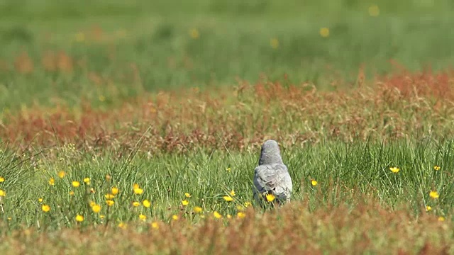 年代鹞蒙塔古´视频下载