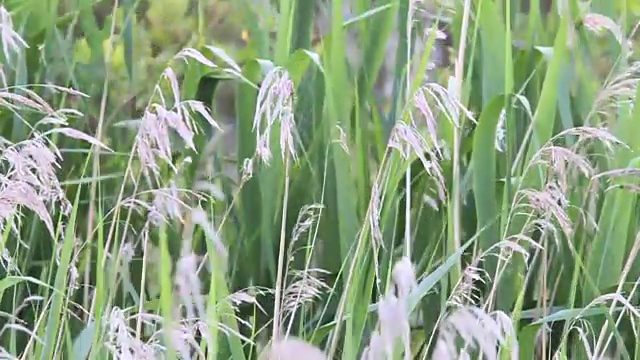 水草视频素材