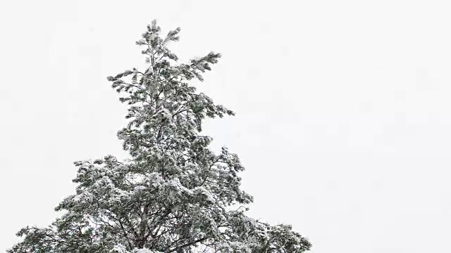 降雪时松树的顶点。视频素材