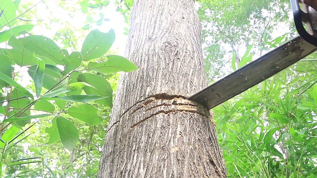 用链锯砍树的人视频素材