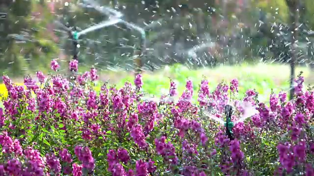 在花园中洒水视频素材