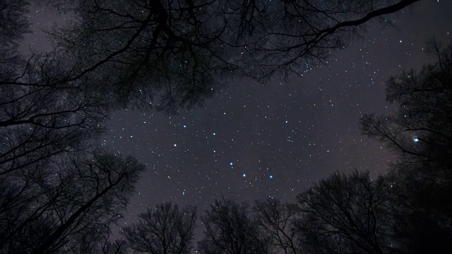 森林的夜晚视频素材