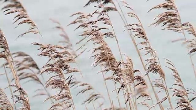 水草视频下载