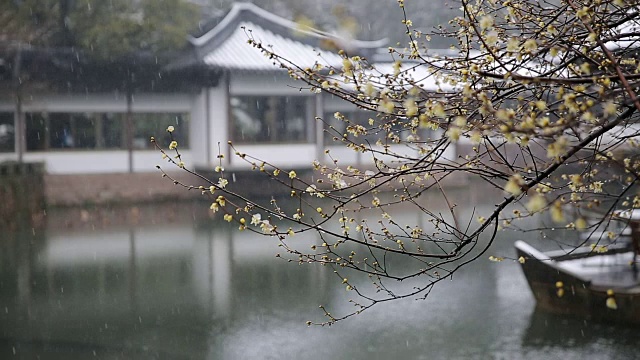 雪景西湖上的梅花(Chimonanthus praecox)，杭州，中国视频素材画面1