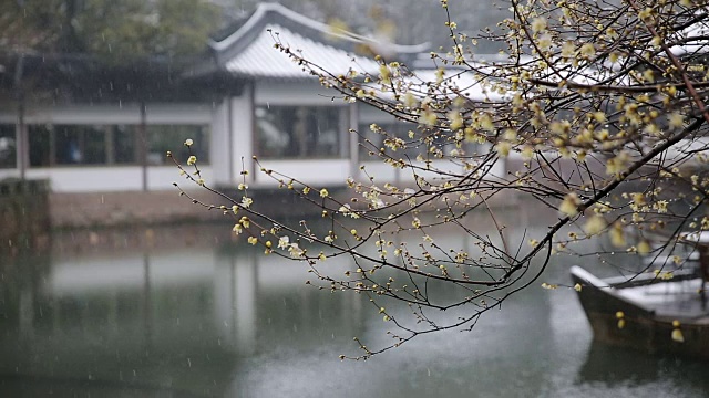 雪景西湖上的梅花(Chimonanthus praecox)，杭州，中国视频素材画面3