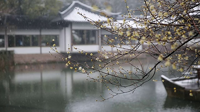 雪景西湖上的梅花(Chimonanthus praecox)，杭州，中国视频素材画面4