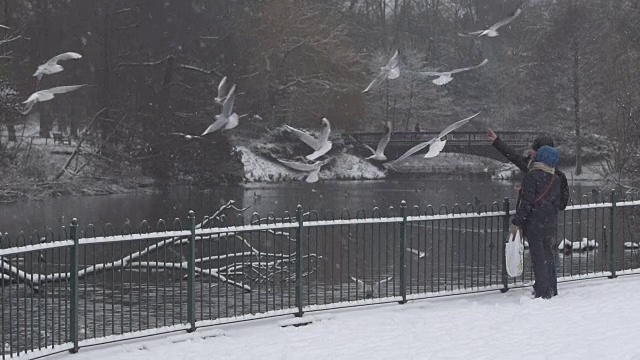 冬天的一对夫妇在雪地里喂鸟视频下载