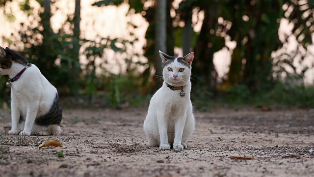 虎斑猫舔爪子视频素材