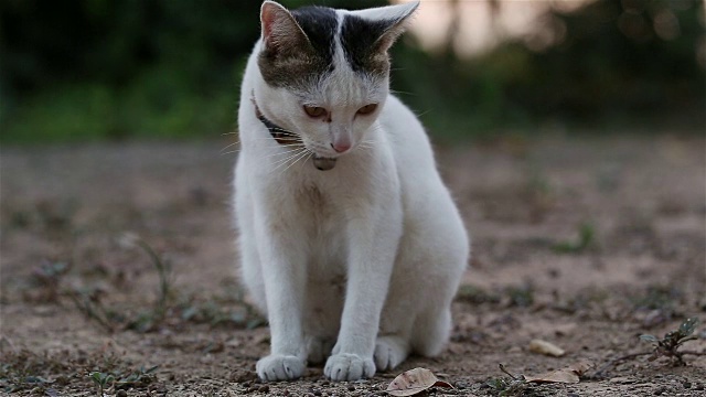 虎斑猫舔爪子视频素材