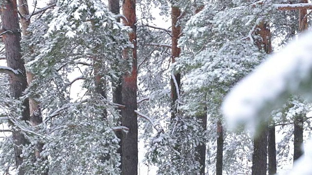 松枝上覆盖着雪。视频素材