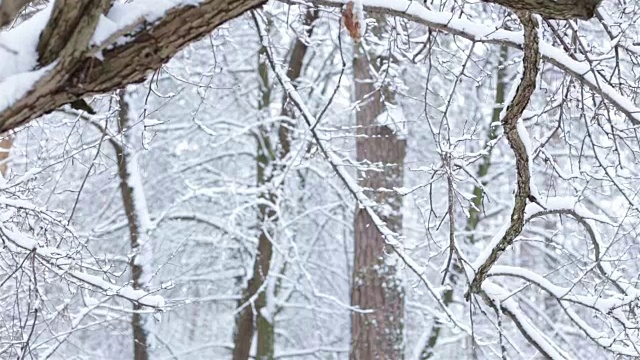 在冬天森林。树被雪覆盖着。视频素材