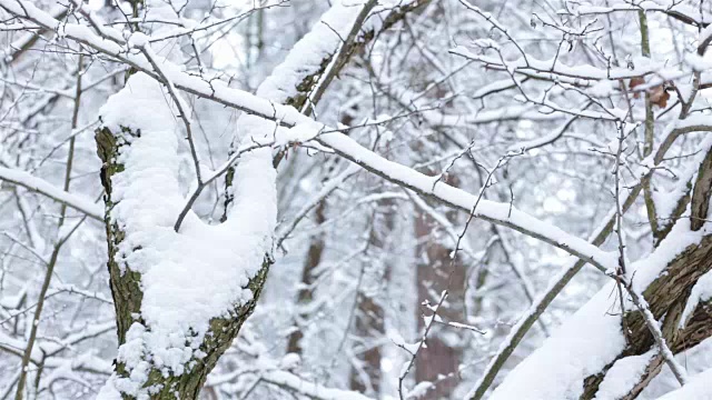 在冬天森林。树被雪覆盖着。视频素材