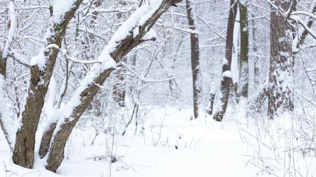 在冬天森林。树被雪覆盖着。视频素材