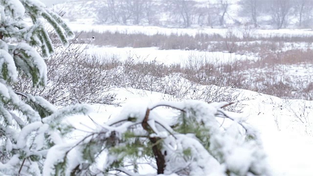 松枝上覆盖着雪。视频素材