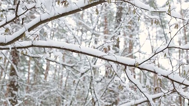 树被雪覆盖着。在冬天森林。视频素材