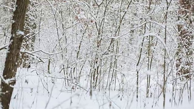 树被雪覆盖着。在冬天森林。视频素材