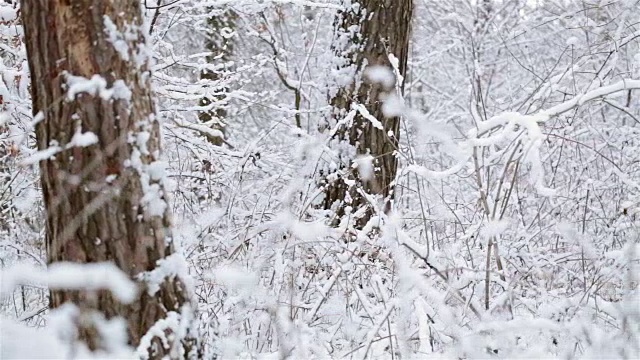 树被雪覆盖着。在冬天森林。视频素材