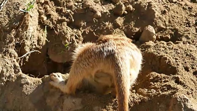 三段猫鼬4K视频视频素材