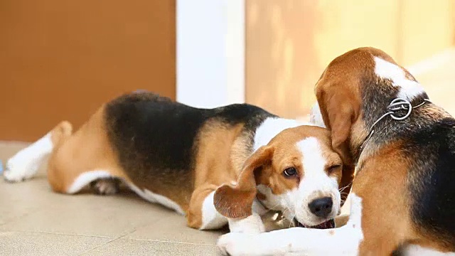 两只小猎犬在一起玩视频素材