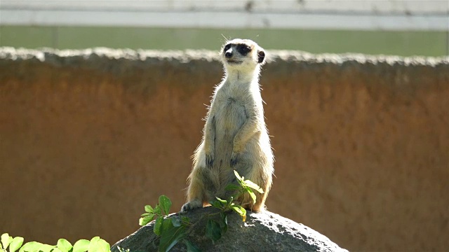 三段猫鼬4K视频视频素材