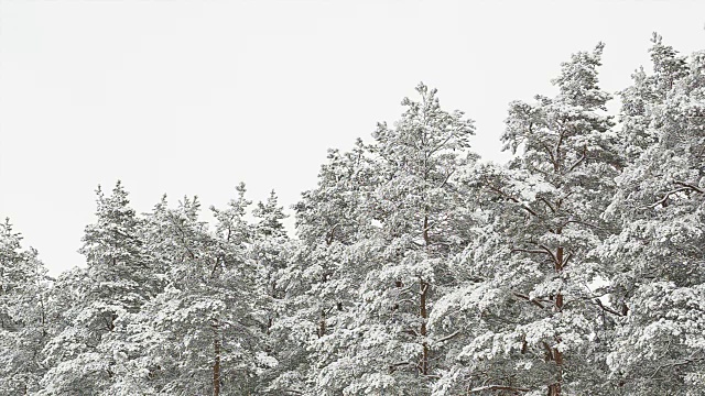 松树上覆盖着积雪。视频素材