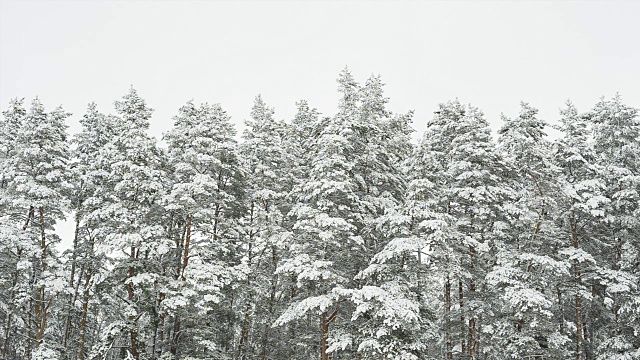 松树上覆盖着积雪。视频素材