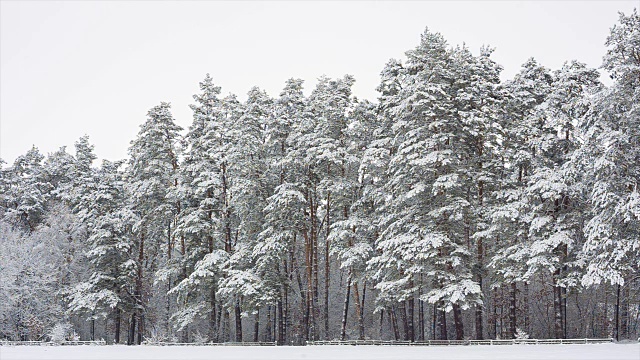 雪后的松林。视频素材