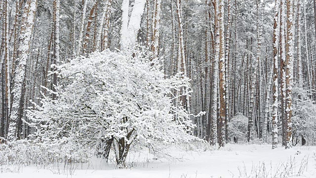 降雪后森林。冬天的风景。视频素材