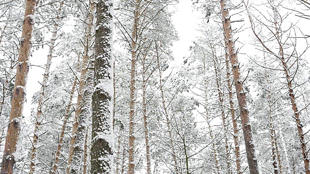 降雪后森林。冬天的风景。视频素材