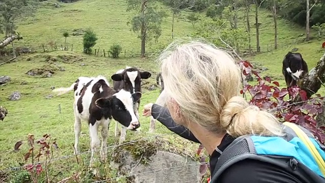 一名女性徒步旅行者在田野里停下来喂牛视频素材