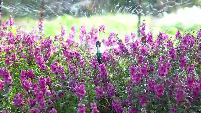 在花卉花园洒水，4k视频素材