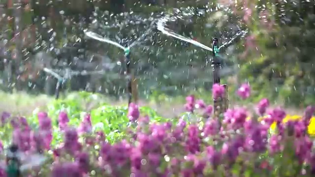 在花园中洒水视频素材