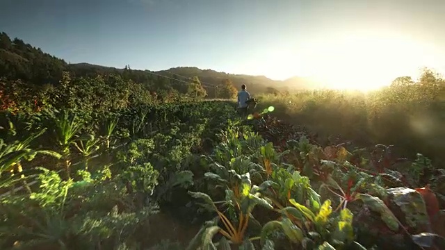 在有机农场里收割蔬菜的妇女视频素材