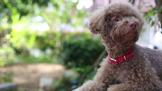 亚洲妇女在家里拥抱迷你贵宾犬视频素材