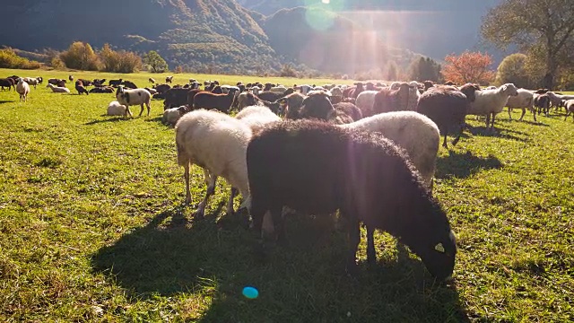 羊在草地上吃草视频素材