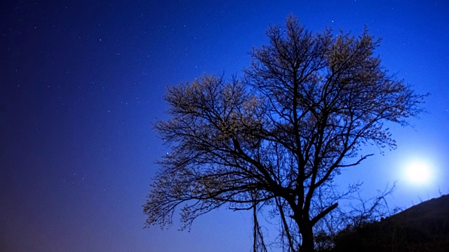 夜晚的樱桃树和星星小径视频素材