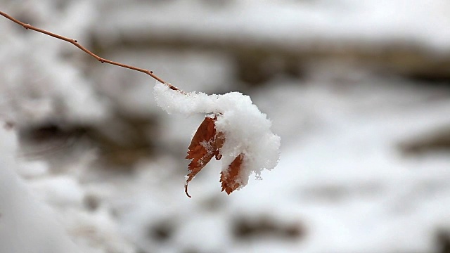 冬天树叶上的雪视频素材