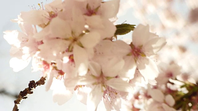 粉红春天开花视频素材画面1