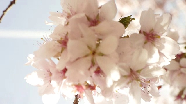 粉红春天开花视频素材画面2