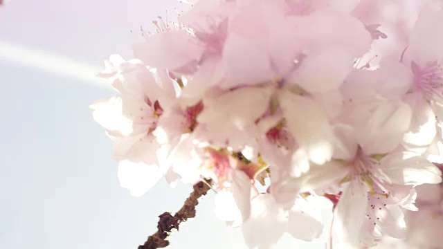 粉红春天开花视频素材画面3