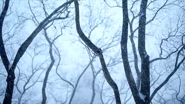 纽约的冬季暴风雪。雪花背景慢动作拍摄视频素材