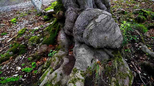 树的细节视频素材