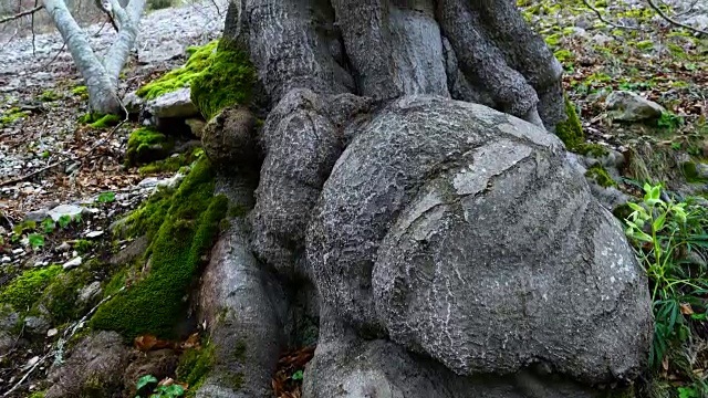 树的细节视频素材