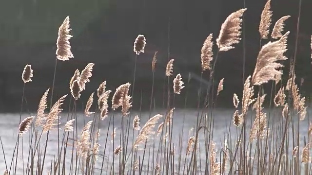 聚焦湖上的芦苇吸引视频素材