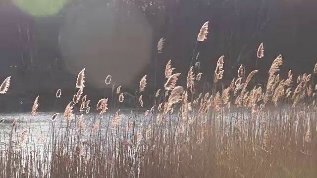 有芦苇的咸水池塘，天气平静。视频素材