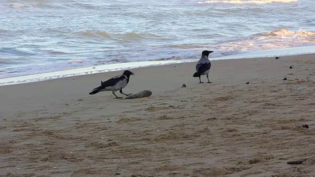 在海边吃死鱼的乌鸦视频素材