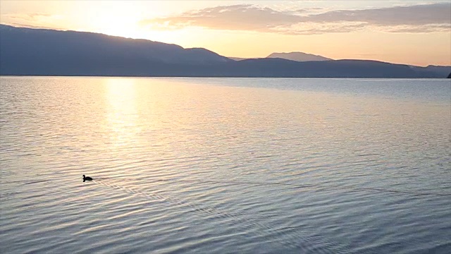 水鸟穿越宁静的湖面，日出视频素材