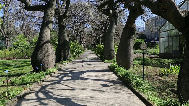 植物园(Orto Botanico di Palermo)，花园的景色，巴勒莫，西西里岛视频素材